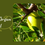 Dream Weddings in Sydney with Darin – The Best Man Celebrant